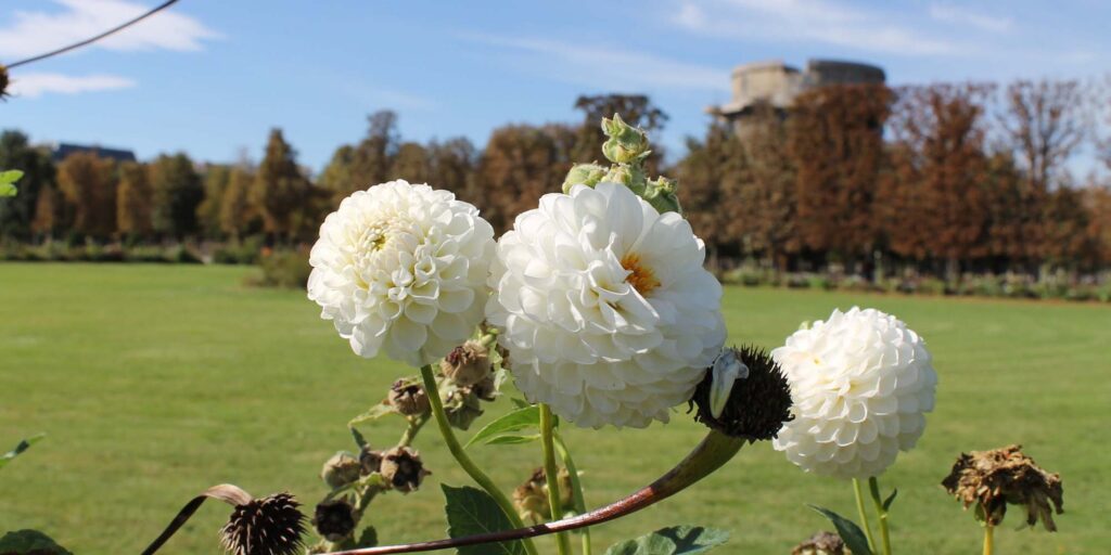 Im Augarten